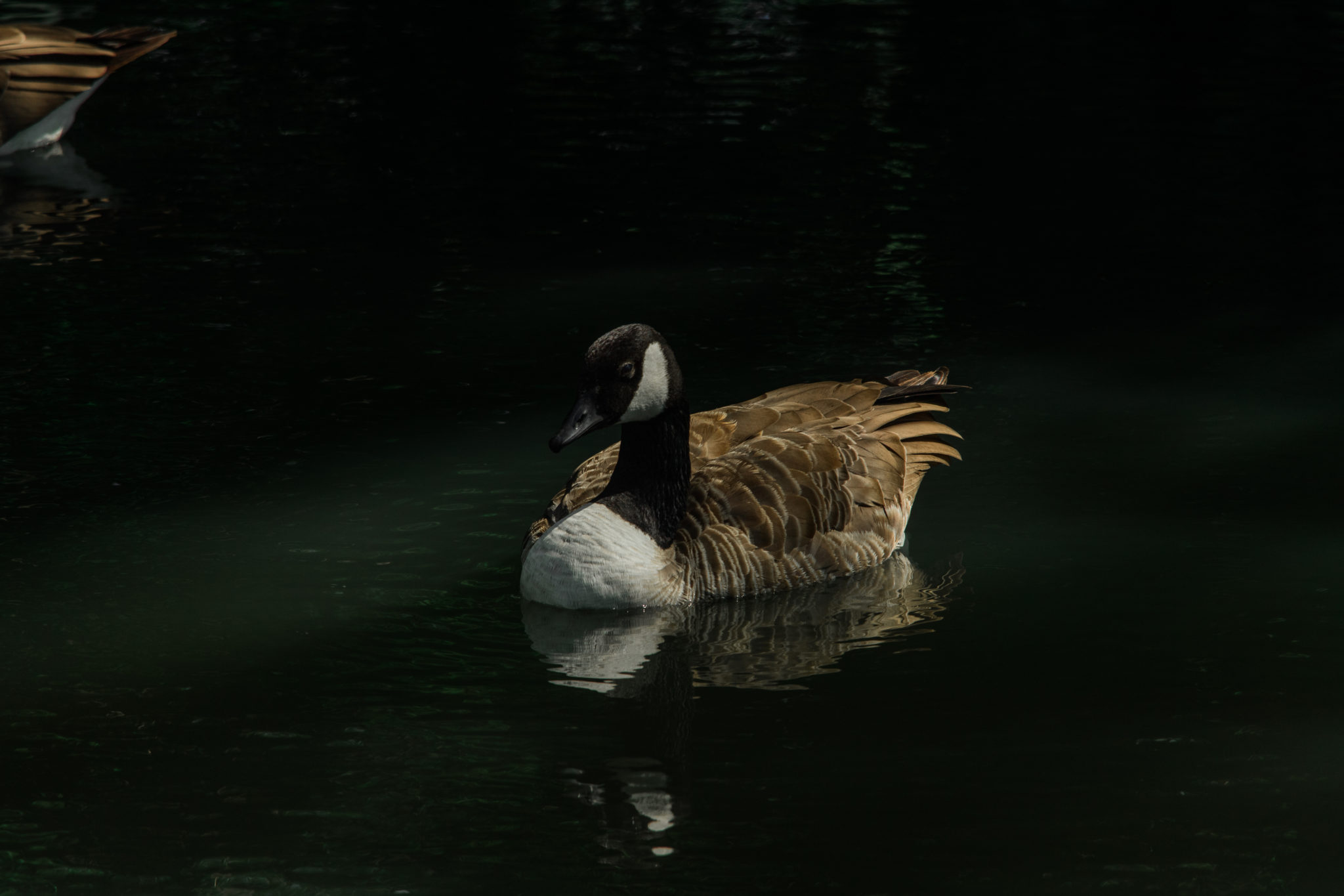 A goose relaxing on the river at Oxford, UK