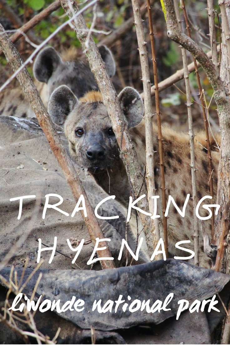 Tracking hyenas in Liwonde National Park, Malawi