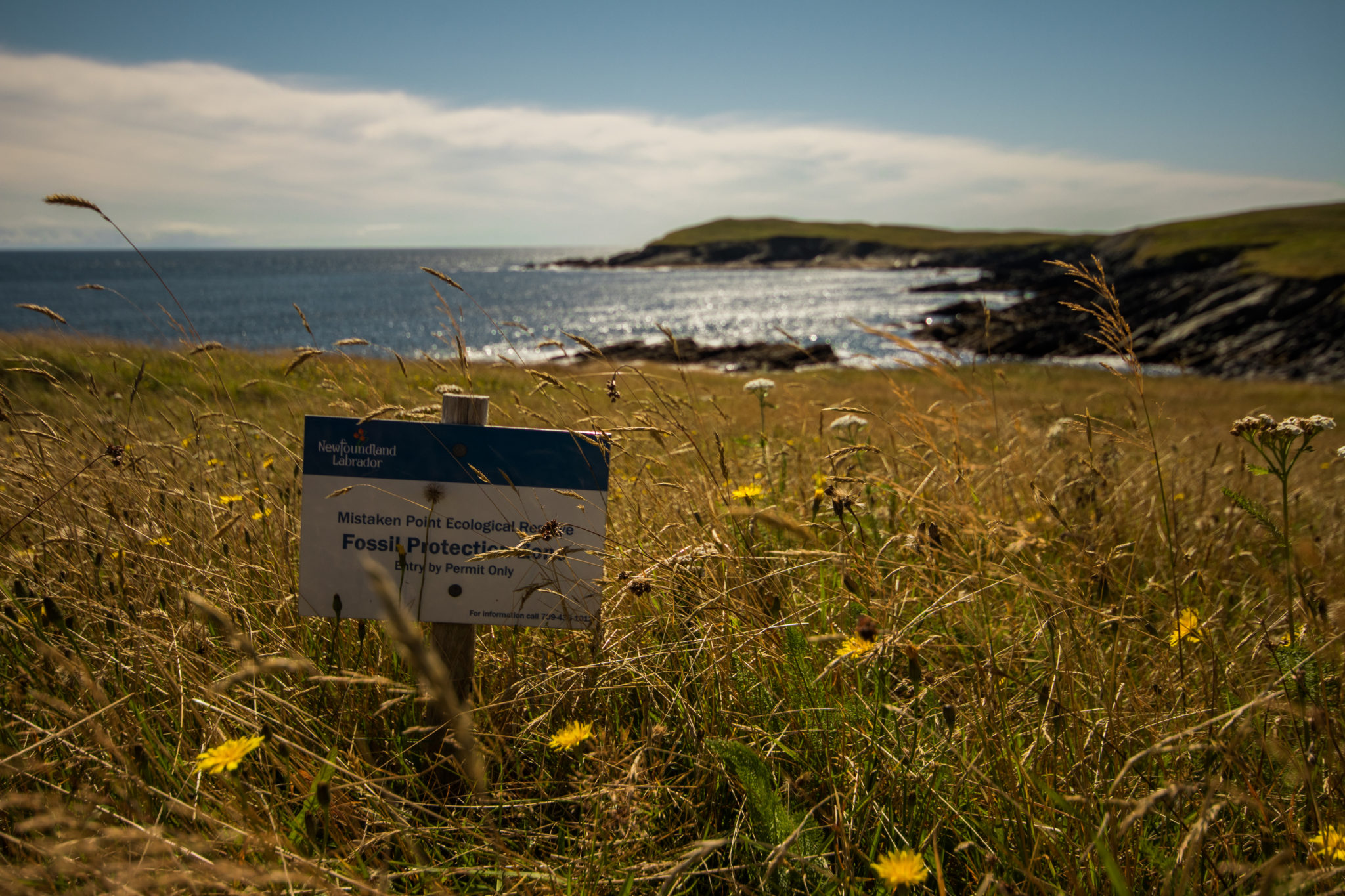 Mistaken Point Ecological Reserve, only two hours from St. John's, Newfoundland, Canada.