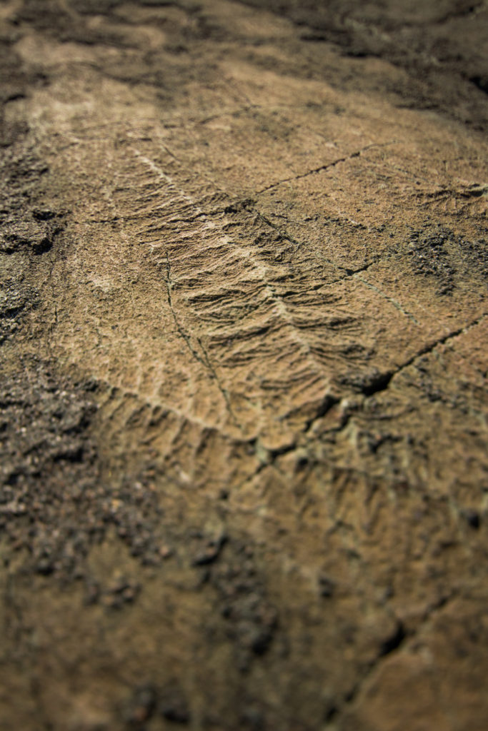 The oldest known fossils in the world at Mistaken Point, Canada