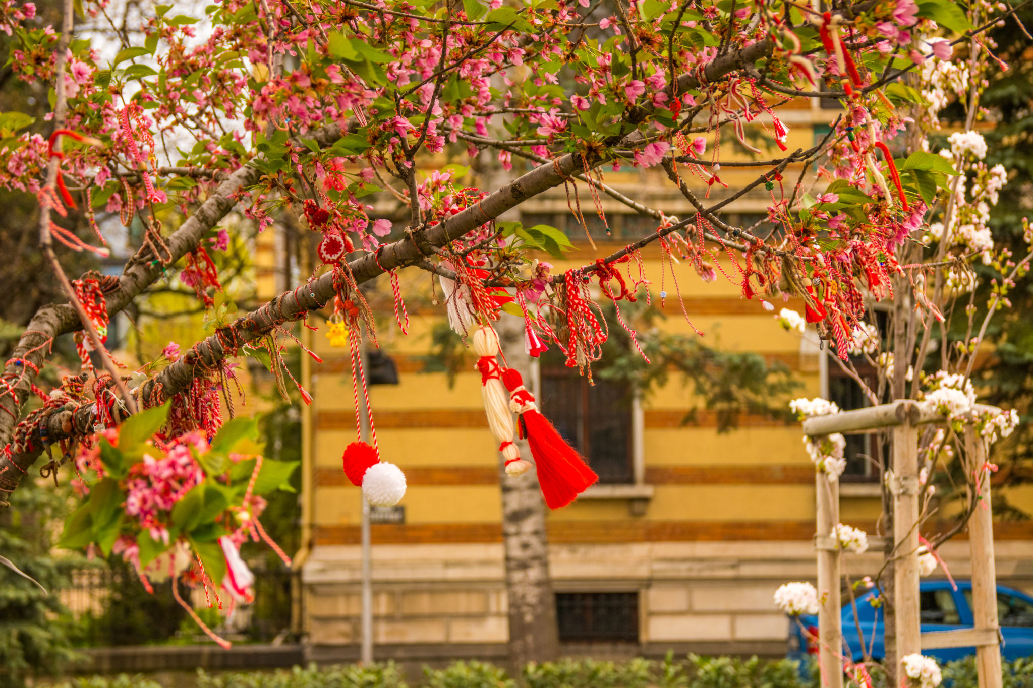The Martenitsa bracelets hanging from blossoming trees in Sofia, Bulgaria
