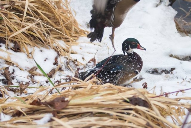 A woodduck being released by Sandy Pines Wildlife Centre, Ontario, Canada