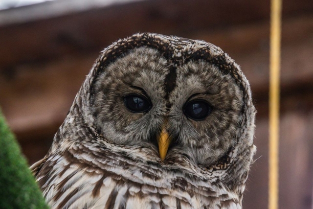 A barred owl stares into the camera at Sandy Pines Wildlife Centre, Ontario, Canada