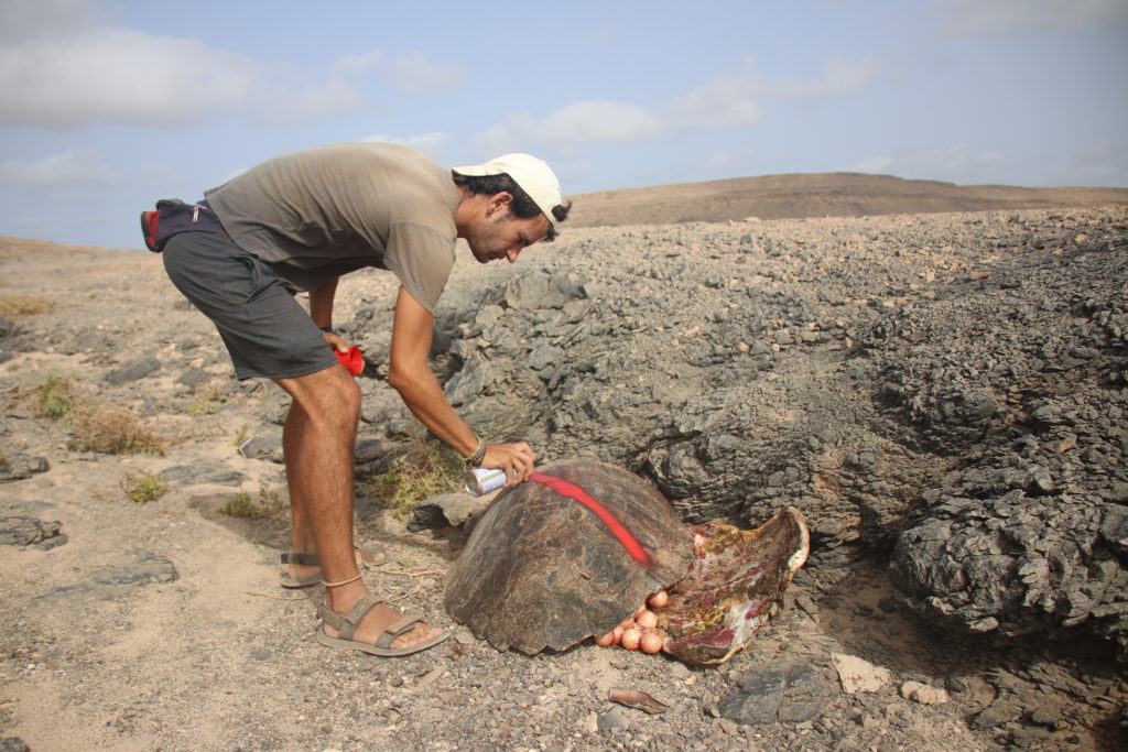 Marking a loggerhead carcass found on a patrol with Project Biodiversity on Sal
