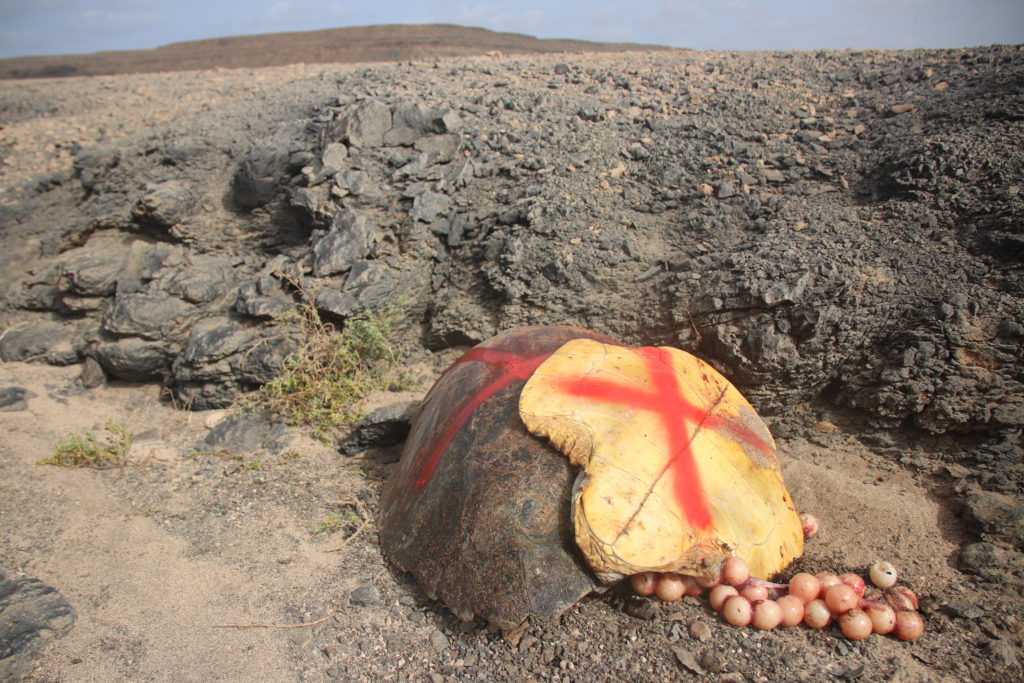 A marked carcass found on a patrol with Project Biodiversity on Sal