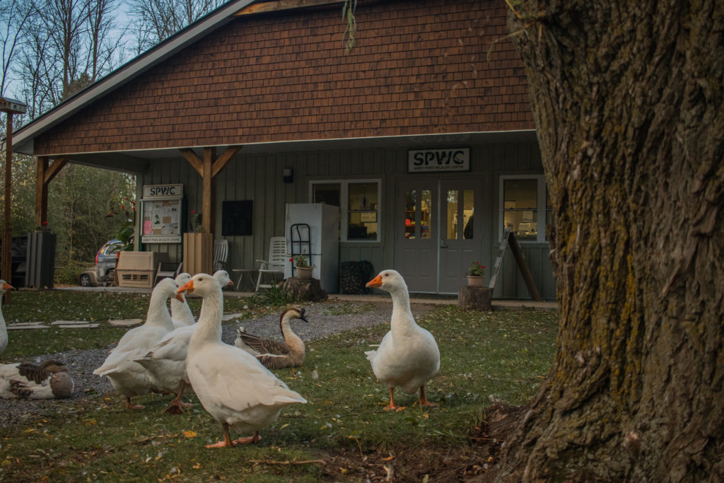 Geese sit outside the main hospital building of Sandy Pines Wildlife Centre, Ontario, Canada