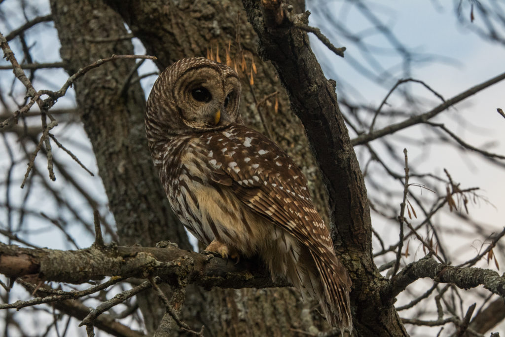 A barred owl after release from Sandy Pines Wildlife Centre, Ontario, Canada