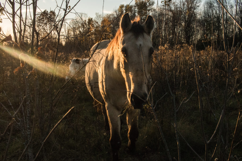 Felix the horse at his forever home at Sandy Pines Wildlife Centre, Ontario, Canada