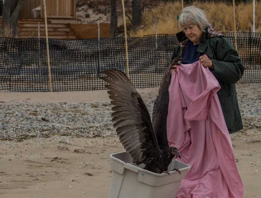 Releasing a turkey vulture cared for at Sandy Pines Wildlife Centre, Ontario, Canada