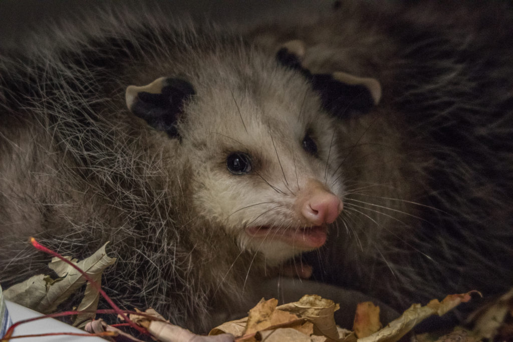 A young oppossum recovering at Sandy Pines Wildlife Centre, Ontario, Canada