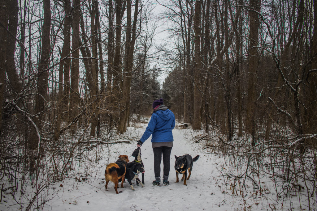 Taking the dogs for a walk at Sandy Pines Wildlife Centre, Ontario, Canada