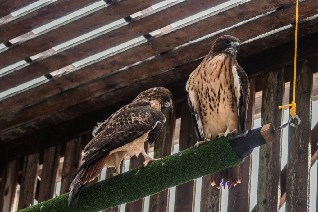 Two red-tailed hawks, permanent residents at Sandy Pines Wildlife Centre, Ontario, Canada