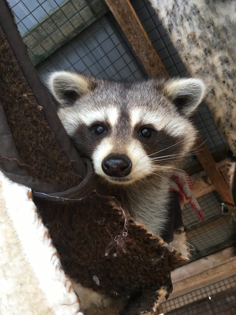 A curious raccoon at Sandy Pines Wildlife Centre, Ontario, Canada