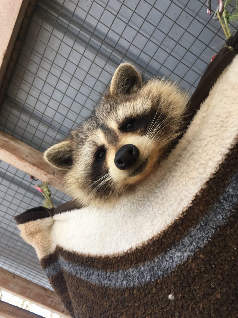 An inquisitive raccoon at Sandy Pines Wildlife Centre, Ontario, Canada
