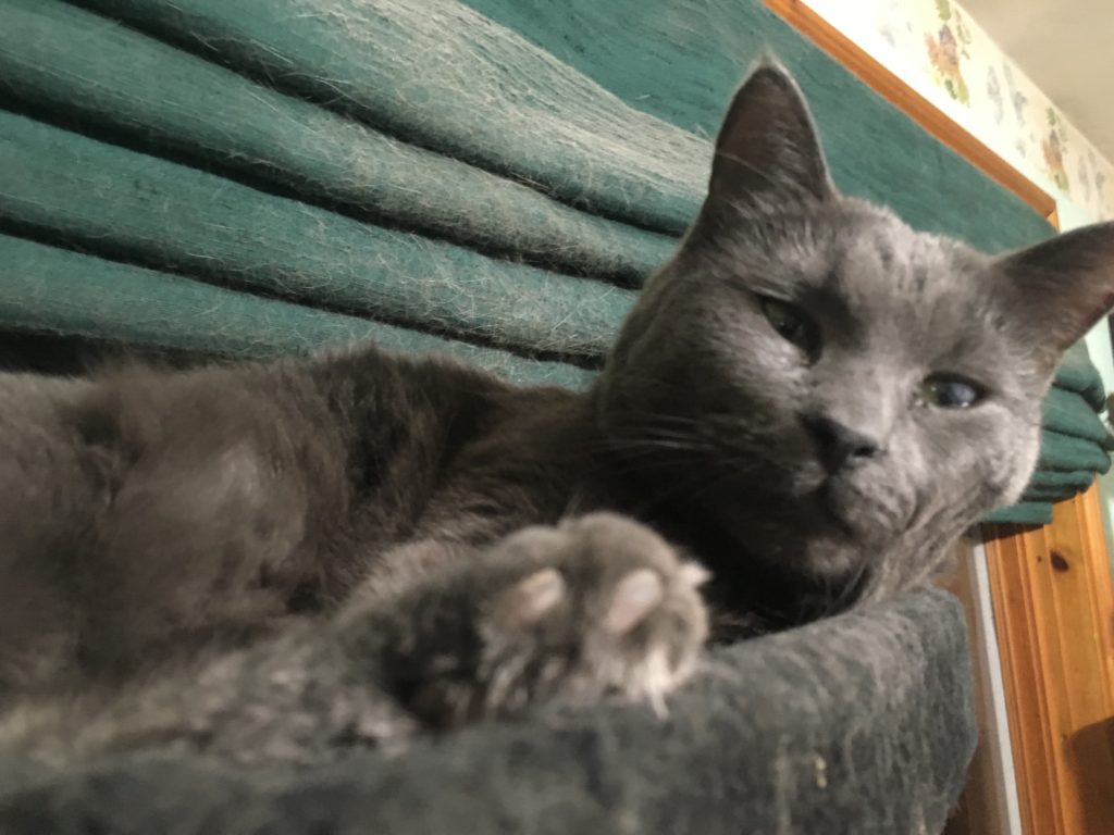 Twiggy the cat in his forever home at Sandy Pines Wildlife Centre, Ontario, Canada