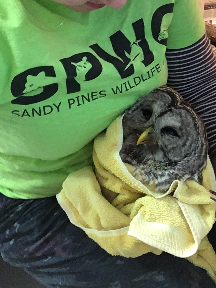 Looking after an injured barred owl at Sandy Pines Wildlife Centre, Ontario, Canada