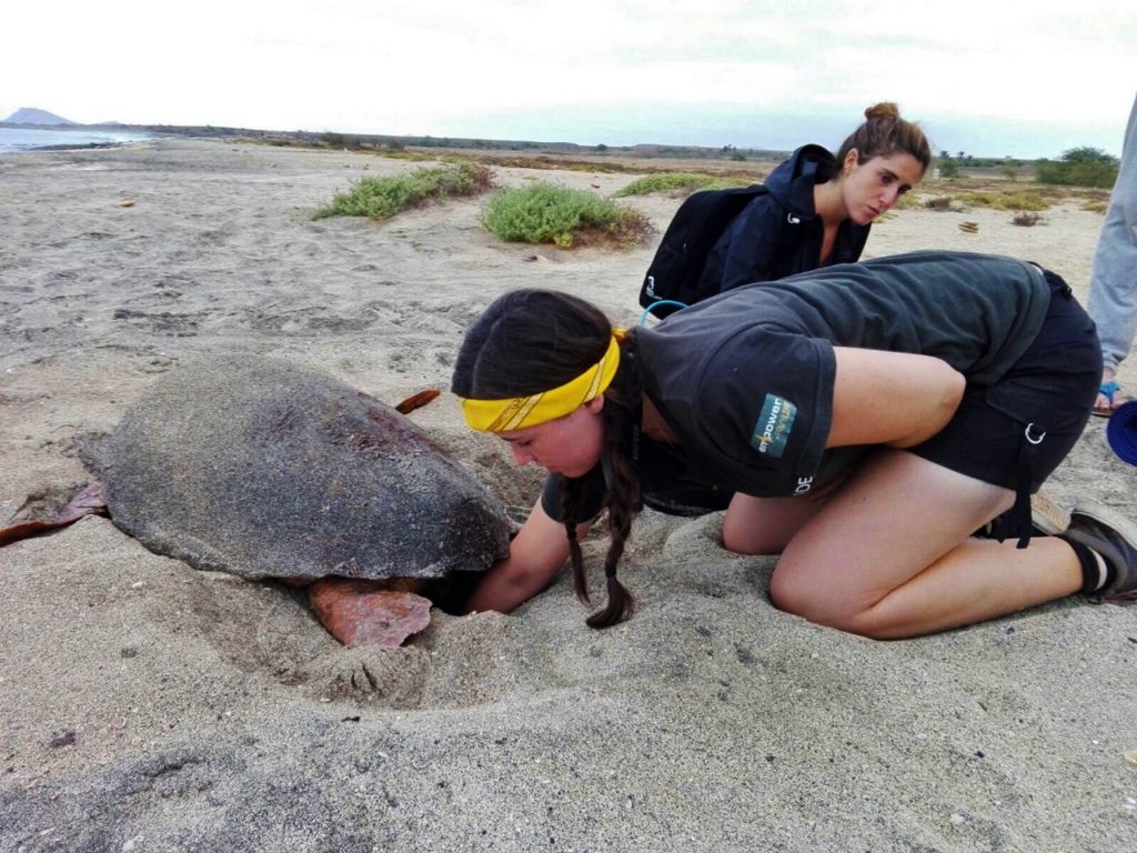 Collecting the eggs from a laying loggerhead with Project Biodiversity on Sal