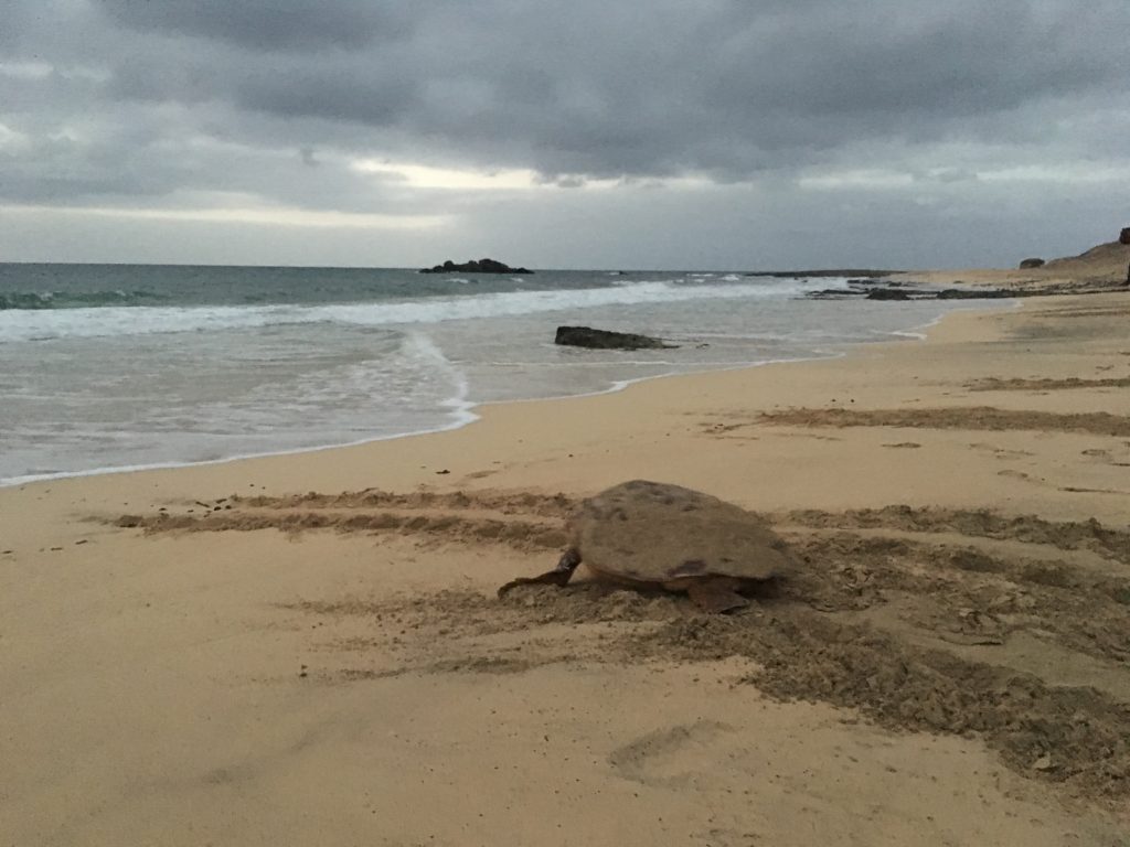 A rare morning turtle on the beaches on Sal, seen during a patrol with Project Biodiversity