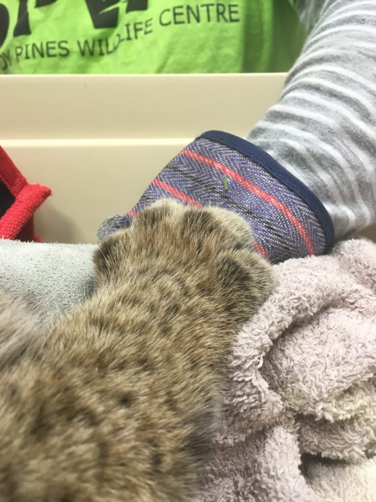 Paw of an injured bobcat at Sandy Pines Wildlife Centre, Ontario, Canada