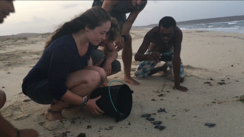 Releasing hatchlings at dusk with Project Biodiversity on Sal