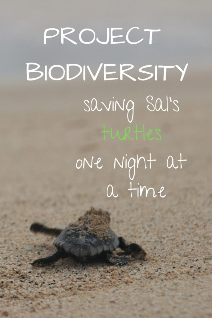 Project Biodiversity, saving Sal's loggerhead turtles one night at a time