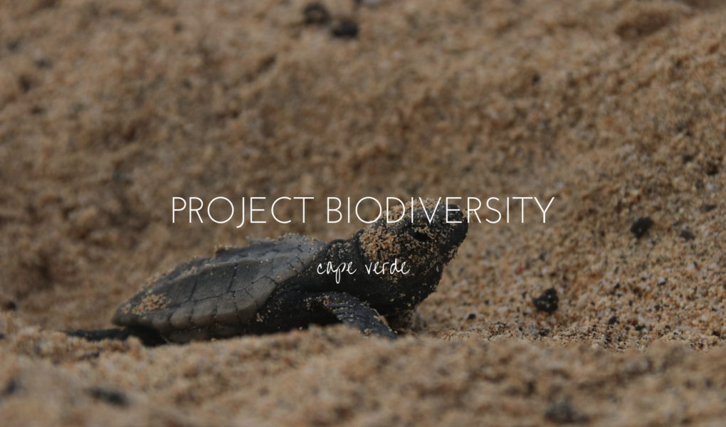 Project Biodiversity, saving Sal's loggerhead turtles one night at a time