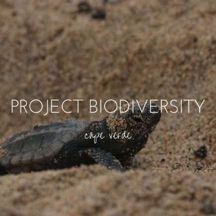 Project Biodiversity, saving Sal's loggerhead turtles one night at a time