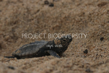 Project Biodiversity, saving Sal's loggerhead turtles one night at a time