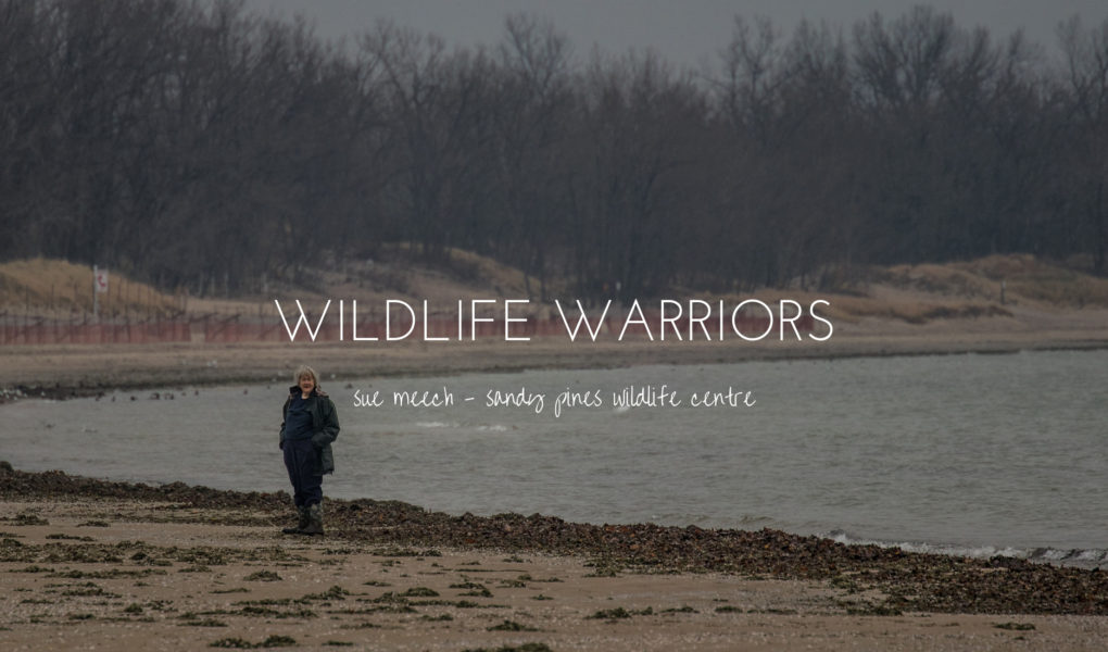 Wildlife Warriors - Sue Meech of Sandy Pines Wildlife Centre, Ontario, Canada