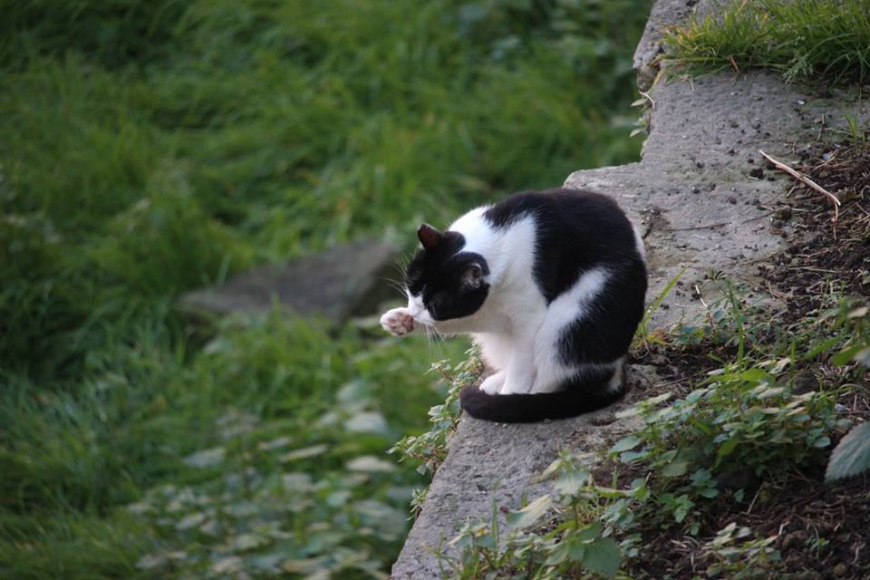 A cat grooms itself at the Largo di Torre Argentina in Rome, Italy