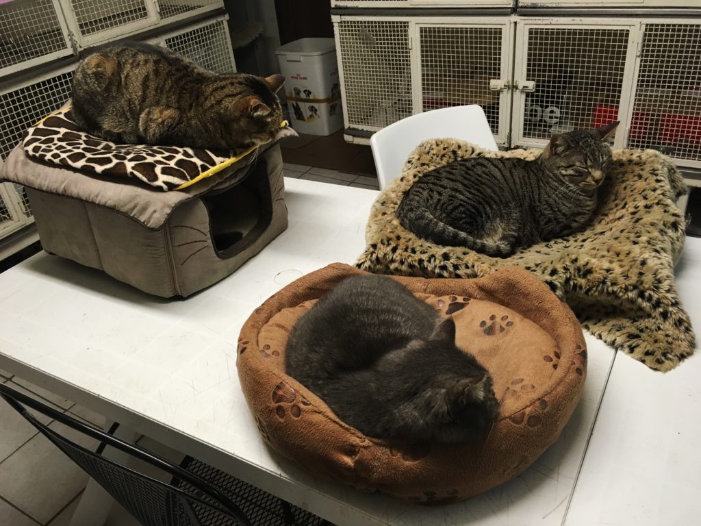 Stray cats relax in the sanctuary under Largo di Torre Argentina, Rome, Italy