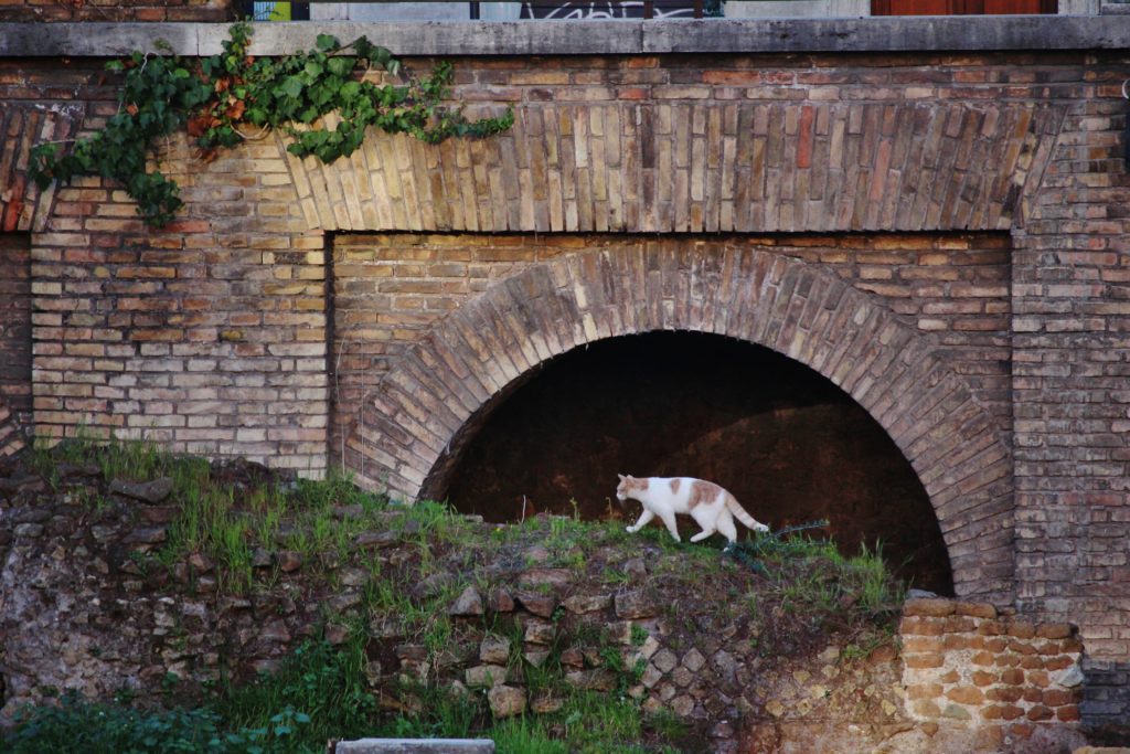 A stray cat in the Largo di Torre Argentina in Rome, Italy