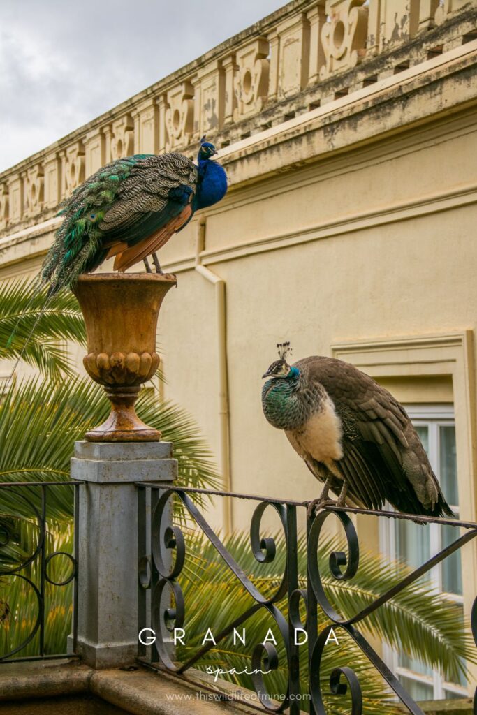 10 of the best things to see in Granada, Spain