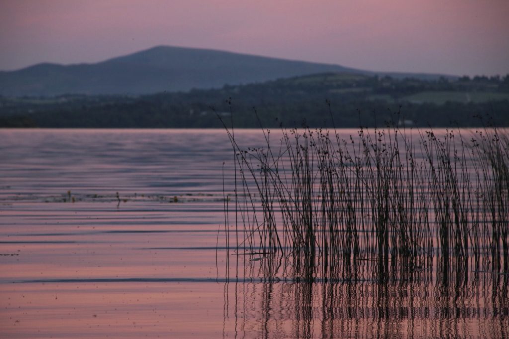 Reeds on the water of Lough Derg, a beautiful sunset spot in Ireland