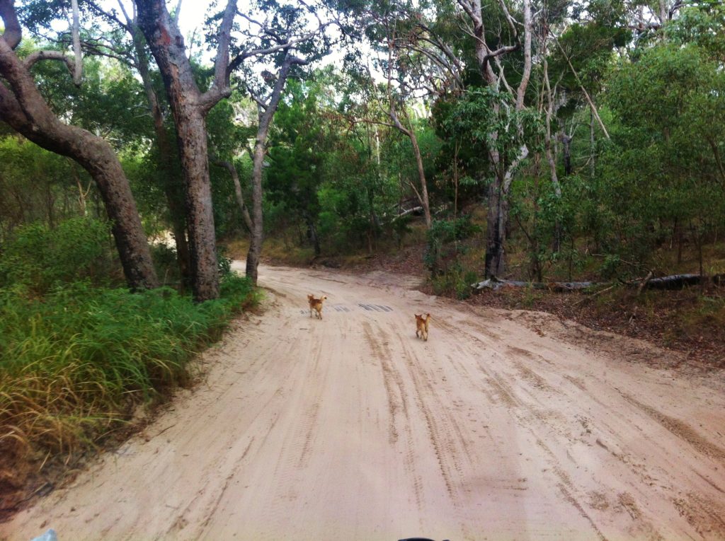 Two more dingoes trotting in front of the bus