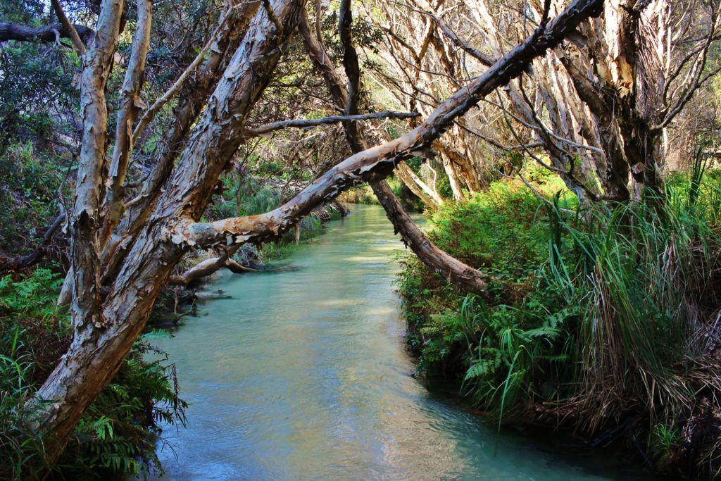Lush green banks of the tree-lined Eli Creek