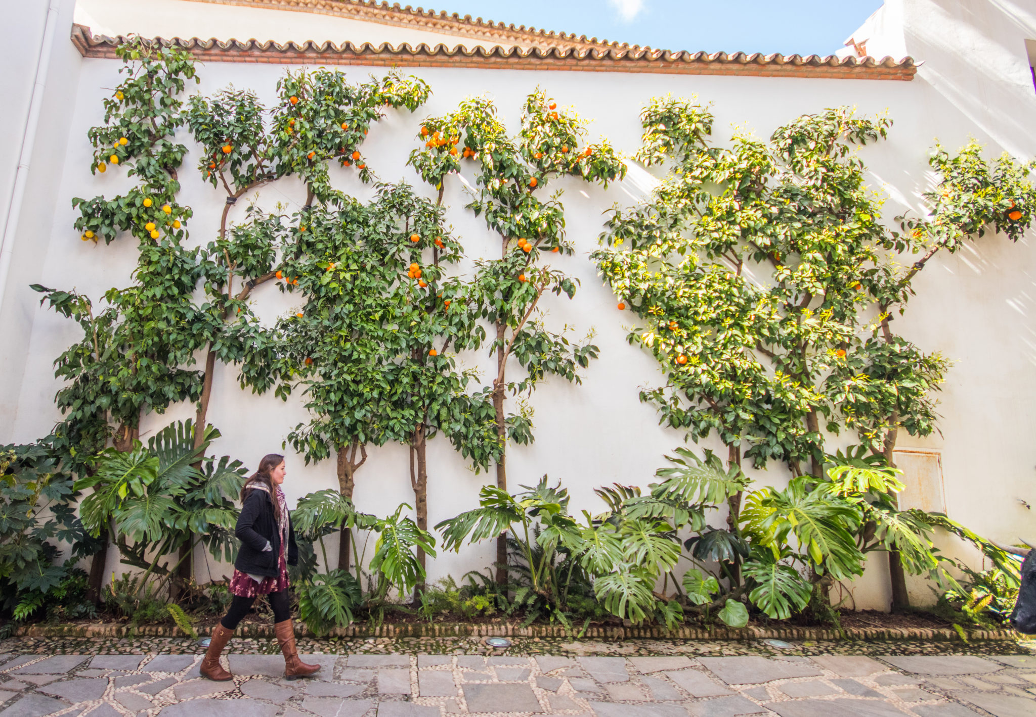 Orange and lemon trees on the streets of Córdoba, Spain