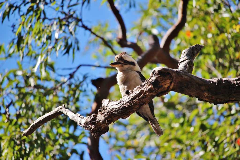 A kookaburra sits in a tree on Fraser Island, Australia