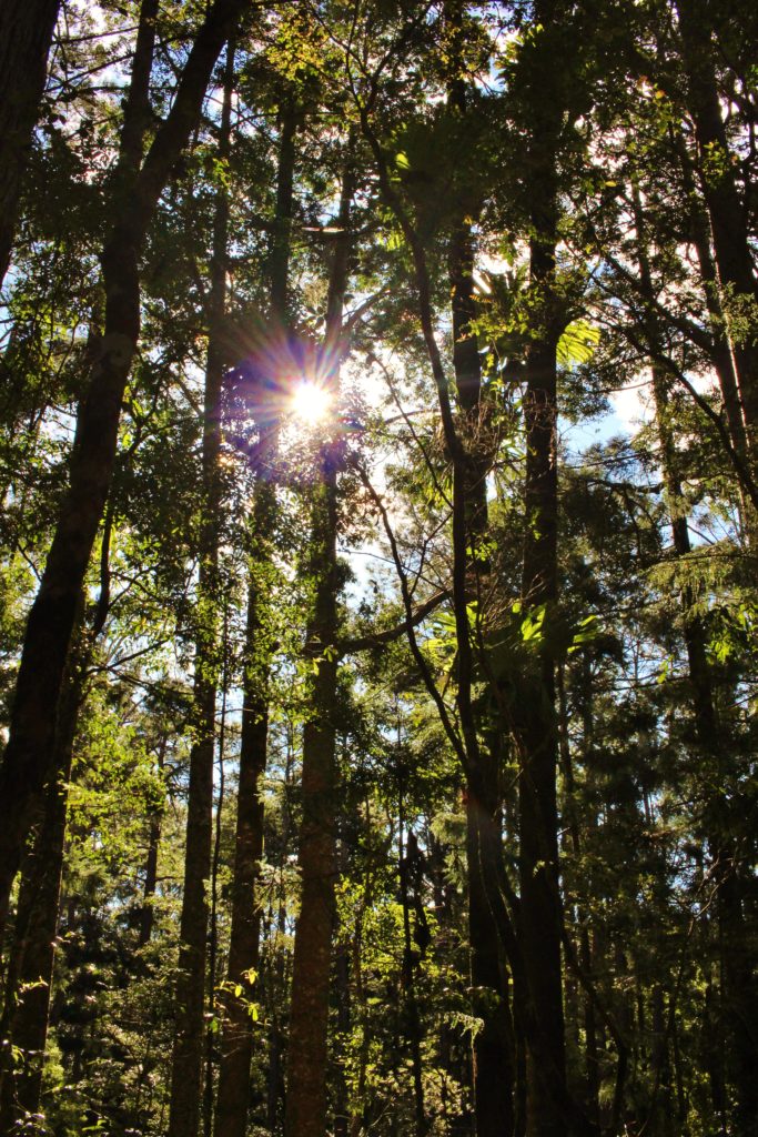 The sun shining through the trees in Fraser Island's interior, Australia