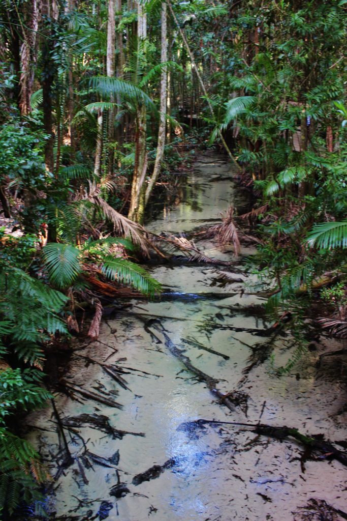 The crystal clear water of Wangoolba Creek, Australia