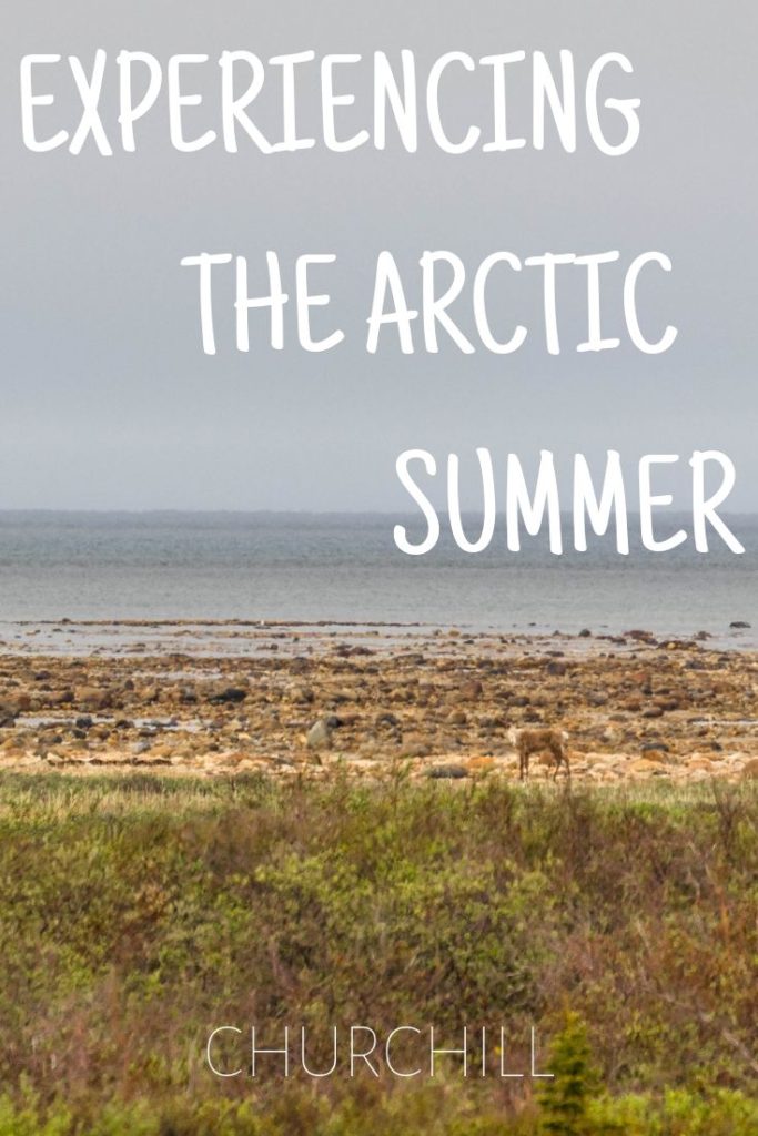 Experiencing the Arctic Summer in Churchill, Manitoba with Frontiers North Tours
