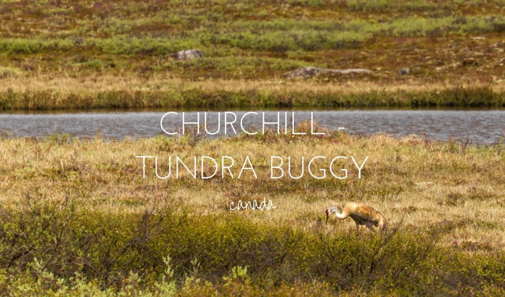 Experiencing the Arctic Summer in Churchill, Manitoba with Frontiers North Tours