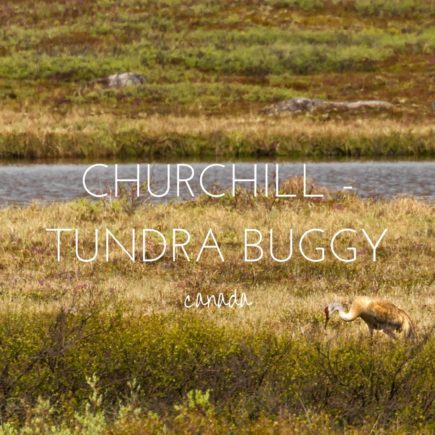 Experiencing the Arctic Summer in Churchill, Manitoba with Frontiers North Tours