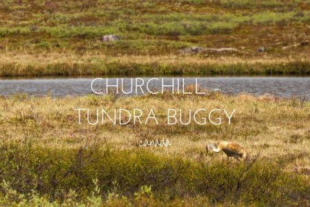 Experiencing the Arctic Summer in Churchill, Manitoba with Frontiers North Tours
