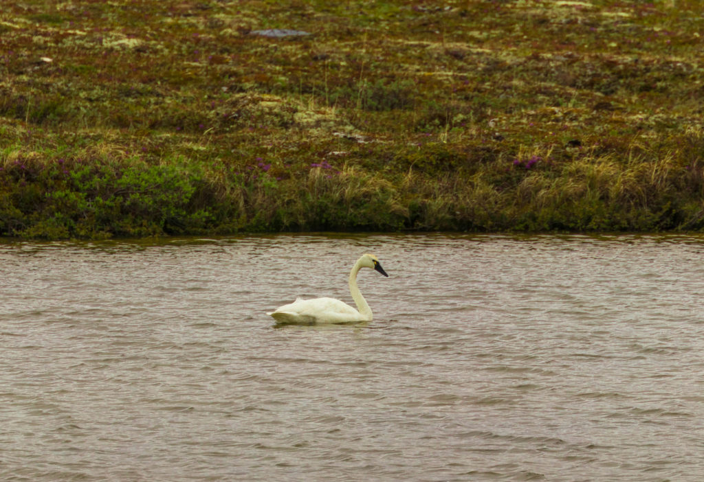 A tundra swan in a pond near Churchill, Canada