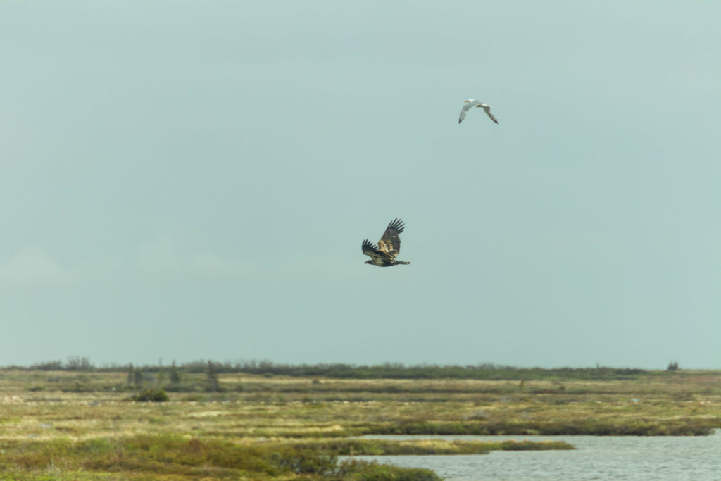 Bald eagle and gull fly through the skies above Churchill, Canada