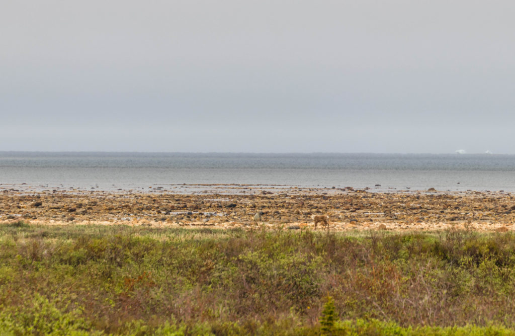 A male caribou walks along the shoreline of Hudson Bay, Canada