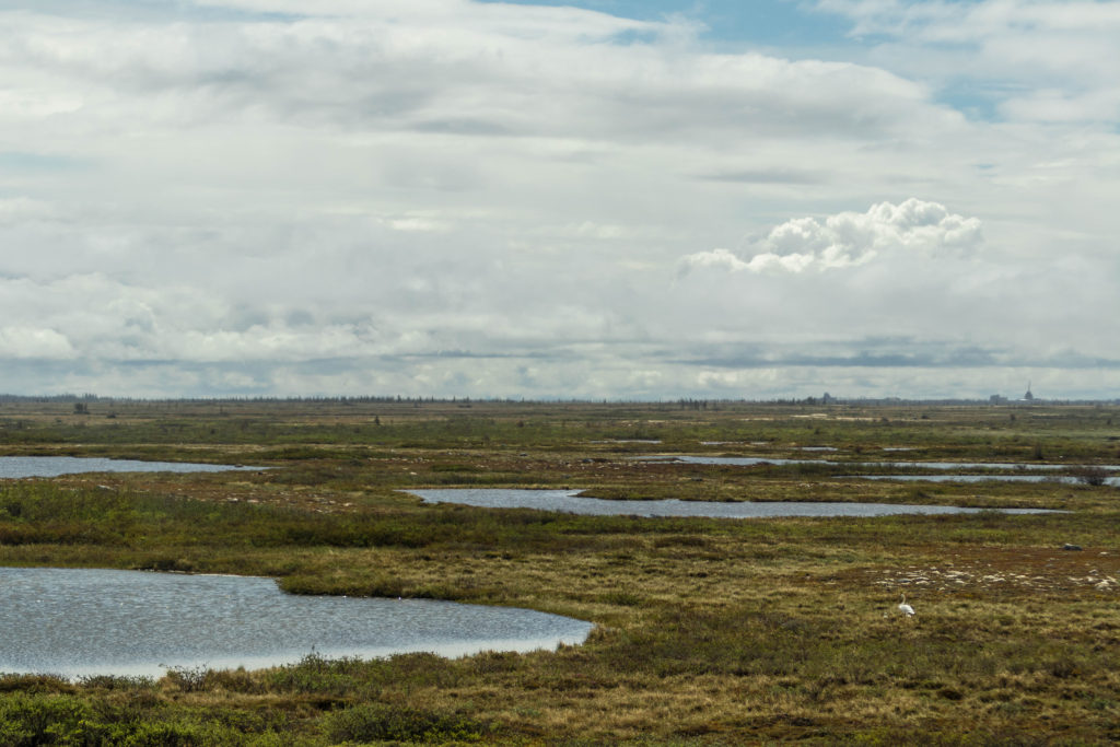 Geese walk across the subarctic tundra landscape of Churchill, Canada
