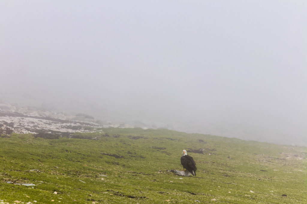 A bald eagle sits in fog, near Churchill, Canada