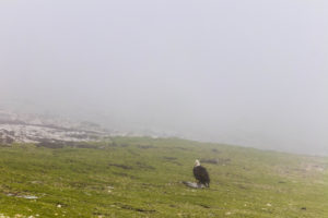 A bald eagle sits in fog, near Churchill, Canada